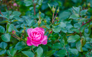 Magenta flower on green background