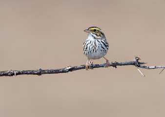 Savannah Sparrow
