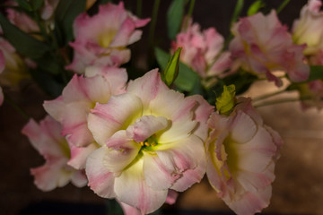 Obraz na płótnie Canvas Pink eustoma flowers.