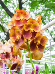 Colorful orchid.