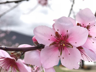 Macro Photography of almond tree in bloom in springtime