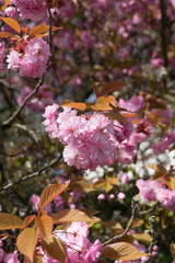 Blossoms in full bloom on a sunny day