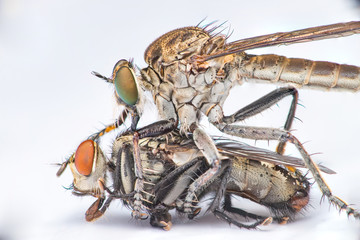 Brown Heath Robberfly (Arthropoda: Diptera: Asilidae: Machimus: Machimus cingulatus) eating a Flesh Fly (Sarcophaga crassipalpis Macquart) isolated with white background