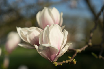 Beautiful Magnolia in full bloom during springtime