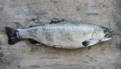 Trout on wooden board