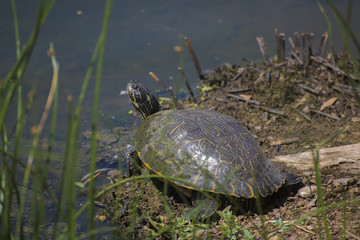 Turtle by the Lakeside