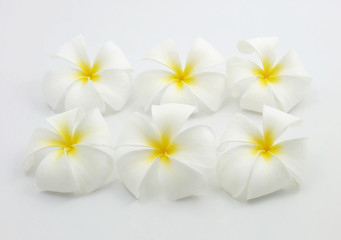 White flower isolate.