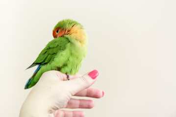 little green parrot standing on a woman's hand and cuddles