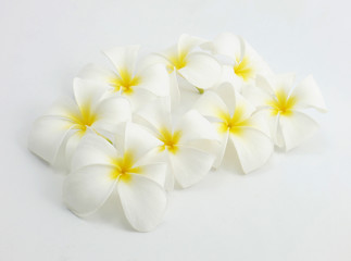 White flower isolate.