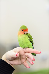 little green parrot standing on a woman's hand and cuddles