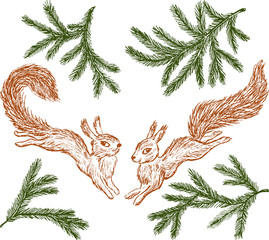 jumping squirrels and fir branches