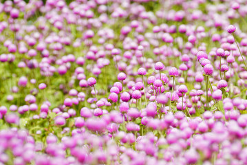 Obraz premium Globe amaranth flowers .