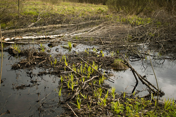 Swamp in the forest.