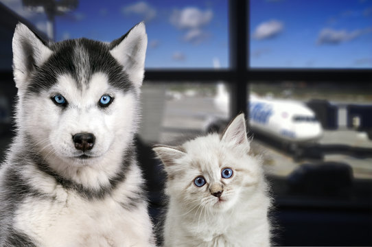 Pets at the airport. Traveling with a cat and a dog on the plane
