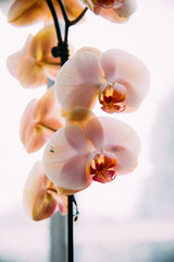 Orchidea © Susanna