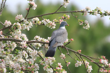 Pigeon ramier dans un arbre en fleur