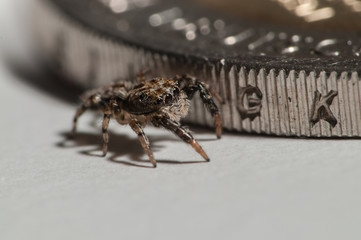 Jumping Spider in front of a 2€ coin