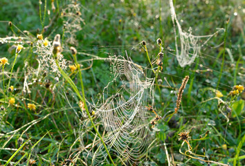 Plant with dew drops.
