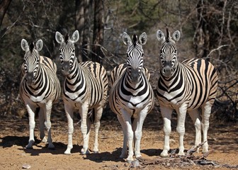 Fototapeta na wymiar Curious zebras 