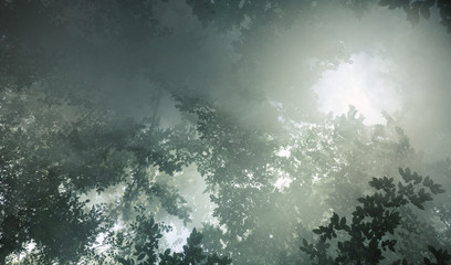Morning sunlight makes its way through the leaves of the trees and the fog