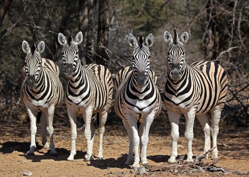 Fototapeta Curious zebras 