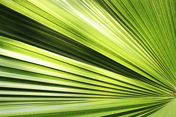 Beautiful green palm leaf close-up growing outdoors. Soft and blur conception