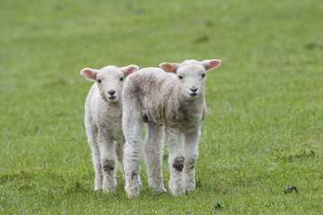 Obraz premium Lambs
