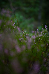 heather