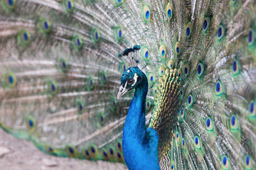 Naklejka premium Beautiful peacock with feathers close-up