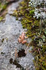 Fototapeta premium baby frog
