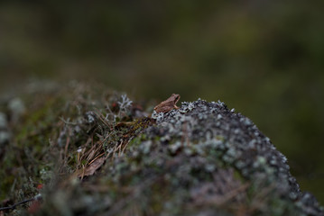 amphibian