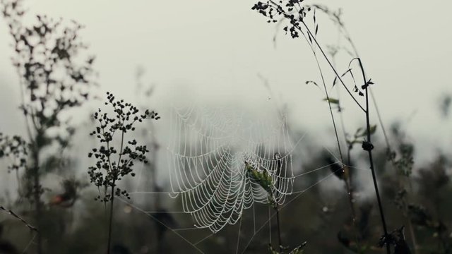 fog, sunlight, wet, meadow, spider, sunbeam, foggy, vibrant, floral, mystery, spring, autumn, calm, day, sunrise, field, magic, sunny, grass, light, summer, morning, sun, dewdrops, macro, season, sept