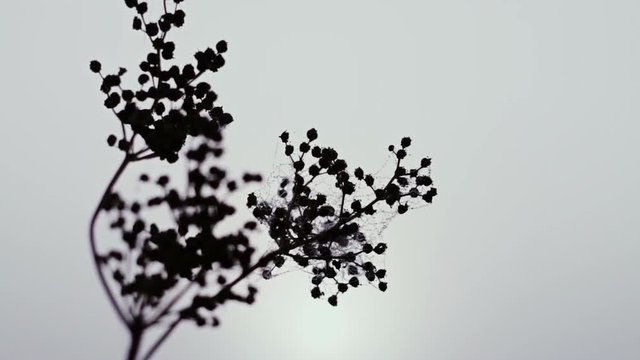 aquatic, photo, meadow, soft, grow, floral, tropical, travel, serenity, day, sunrise, flower, concept, leaf, growing, crosswise, grass, light, summer, blossom, old, grassland, sun, idea, abstract, mac