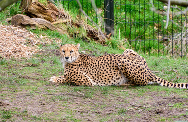 Cheetah