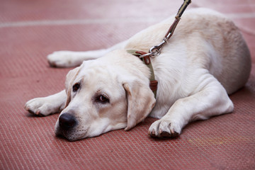 the puppy of labrador