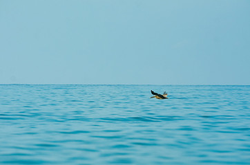 Naklejka premium Bird flying over the ocean