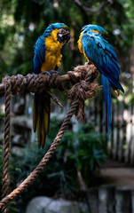 Blue and Gold Macaw Pair in Rain Forest
