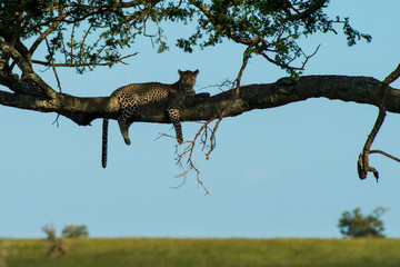 Fototapeta na wymiar Cheetah in Tree