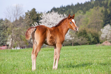 Nice little arabian foal on pasture