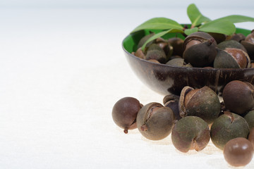 Macadamia nuts in shell, new harvest close up, copy space