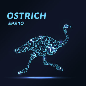 The ostrich consists of points, lines and triangles. The polygon shape in the form of a silhouette of an ostrich on a dark background Vector illustration.