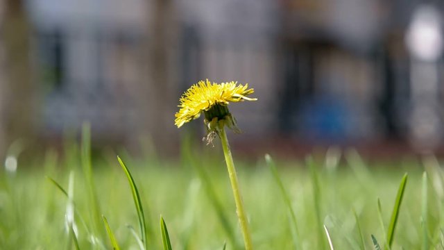 Taraxacum campylodes, yellow flower of young dandellion in lush grass macro shot low angle shot
