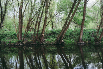 Fototapeta na wymiar tree reflections in a lake 