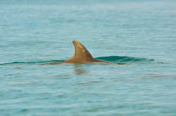 A dolphin fin in the ocean