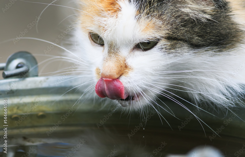 Sticker beautiful pet cat drinks water from the bucket and licks his nose