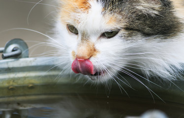 beautiful pet cat drinks water from the bucket and licks his nose