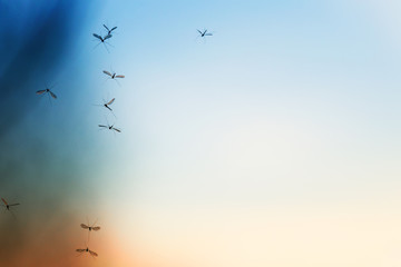 beautiful natural background with sunset and a bunch of flying mosquitoes