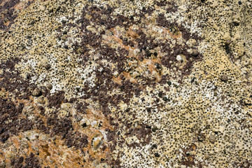 Dead Coral Reef