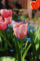 Colorful tulip with backgroung from Forget me not  - spring blue garden flowers