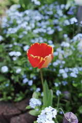 Colorful tulip with backgroung from Forget me not  - spring blue garden flowers